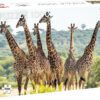 Tactic Puzzle 1000 pc Giraffes 3