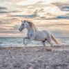 Ravensburger Puzzle 500 pc Horse on the Beach 5