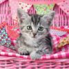 Ravensburger Puzzle 100 pc Cute Kitten 5