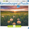 Ravensburger Puzzle 500 pc Dandelion Field 7