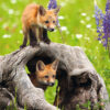 Ravensburger Puzzle 300 pc Curious Foxes 5