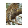 Dino Puzzle 1000 pc Leopard 5